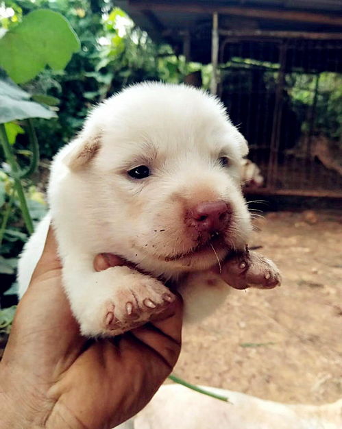 中国下司犬外网爆火，被称为中国狗王，独特魅力征服世界，传承千年的狗狗传奇！